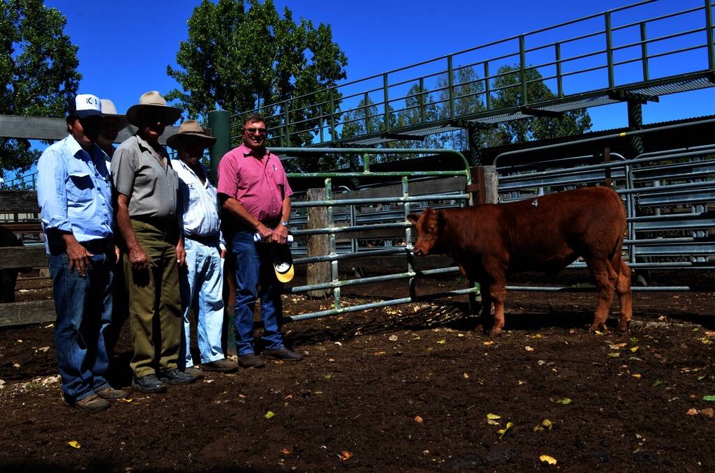 Agent Nathan Purvis, Colin Say and Company; Matt Falconer, Ancare; buyer Keith Wilcox, Tenterfield; Paul McCrae, Glencoe, and vendor Col McGilchrist, Wallabadah, with the Champion and top-priced steer.
