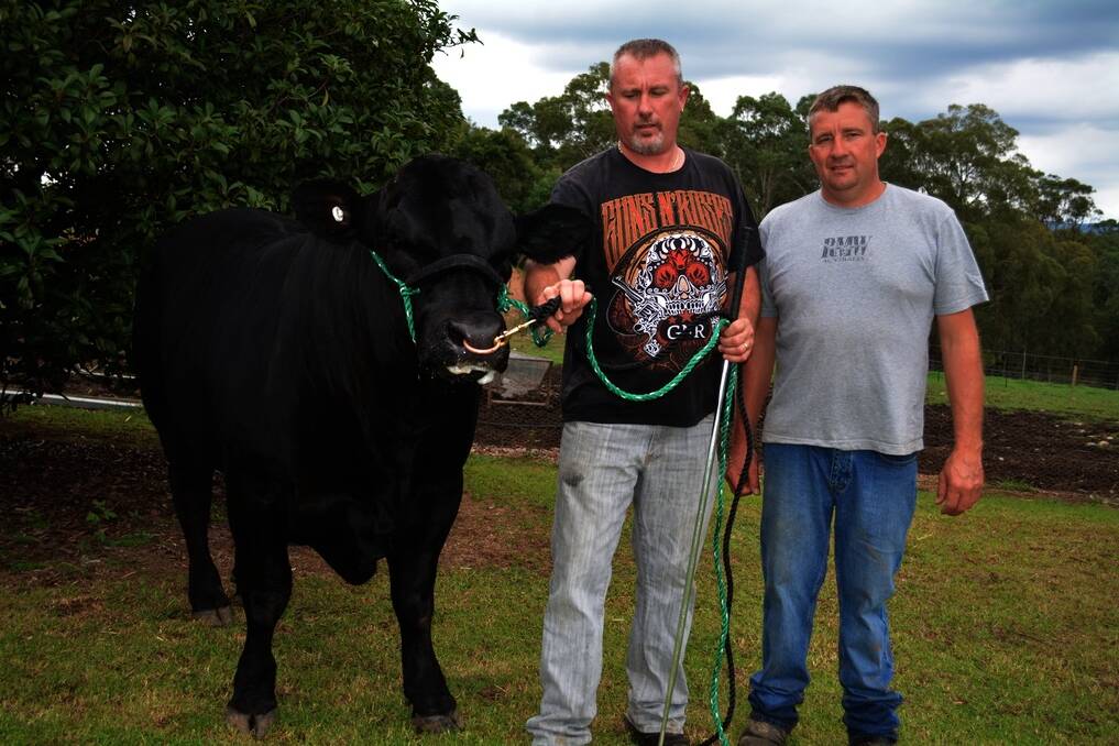 Brothers James and Wayne Davis, Jaward Limousins, East Kurrajong, with their bull Jaward Harold which they will be selling at the Sydney RAS All Breeds Beef Sale. 