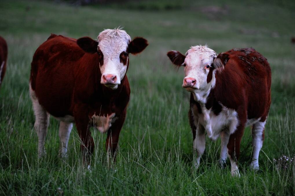 RIGHT:Simmentals have been used across the Hereford herd at “Kerrabee Park” for the past five years.