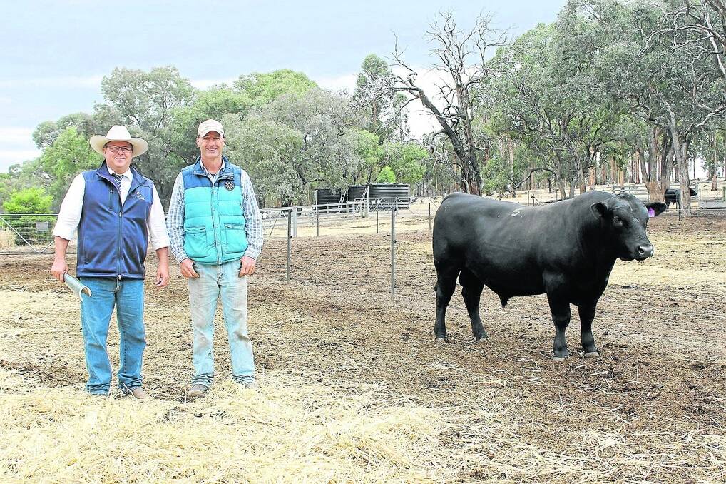 Auctioneer Michael Glasser, Glasser Total Sales Management, with Welcome Swallow manager Brett Walker, Benalla, Victoria, and the $7500 top-priced bull.