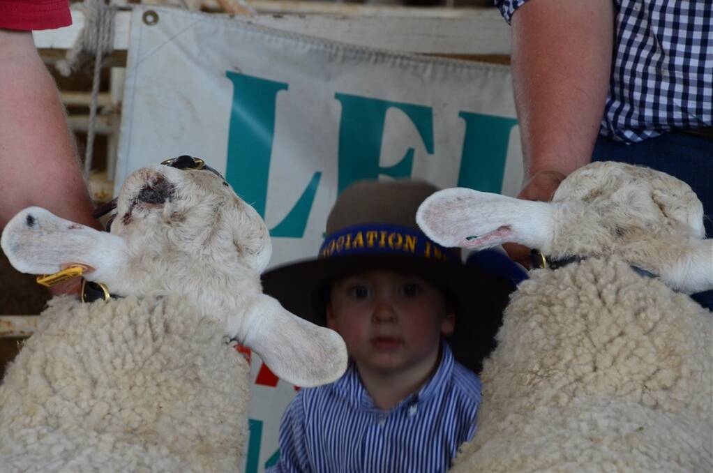 Three-year-old Harry Armstrong stole the attention in the sheep judging rings.