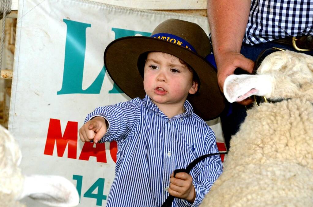 Harry Armstrong goes walkabout in the Dunedoo Show sheep pavilion.