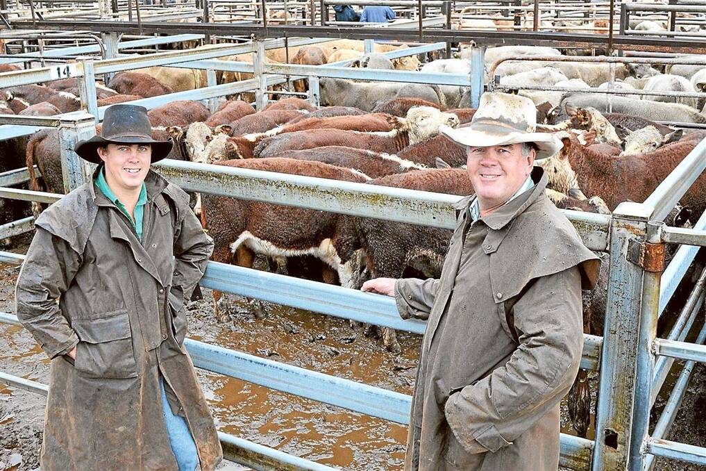 Tom and Ed Simson, "The Plantation", Premer, sold 137 Poll Hereford steers for a top of 216c/kg and average of $442/head at the Powerhouse Liveweight Weaner Sale at Gunnedah sale last Thursday.