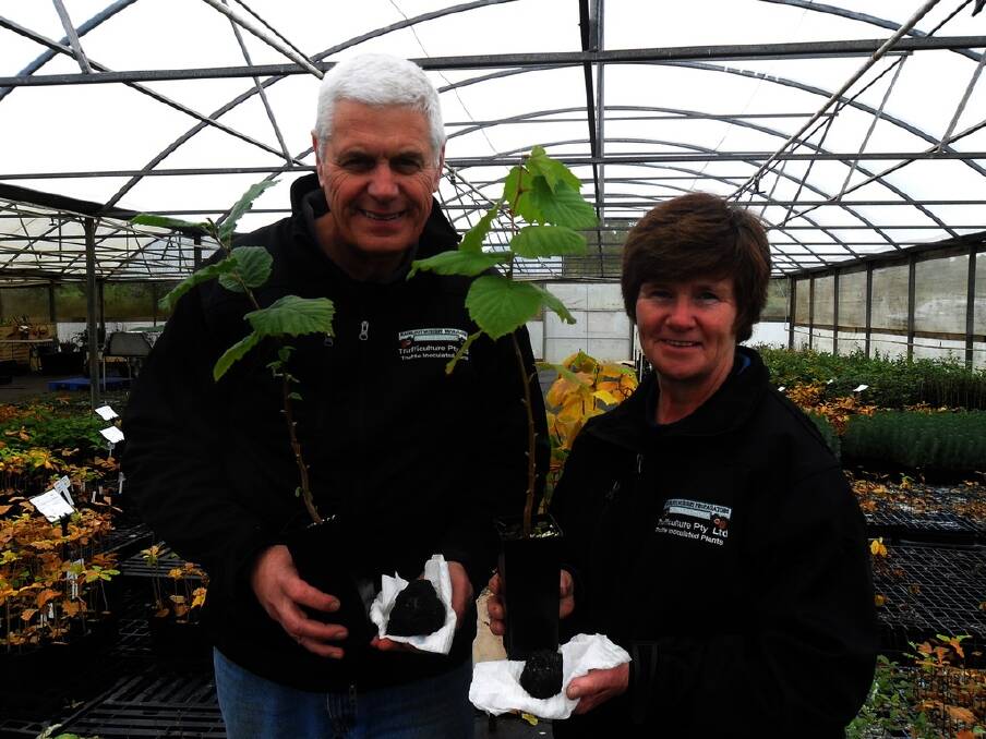 Colin and Jan Carter, Trufficulture, Gembrook, Victoria, say combining commercial hazelnut production with a truffle enterprise provides an early cashflow while waiting for the later to reach maturity.