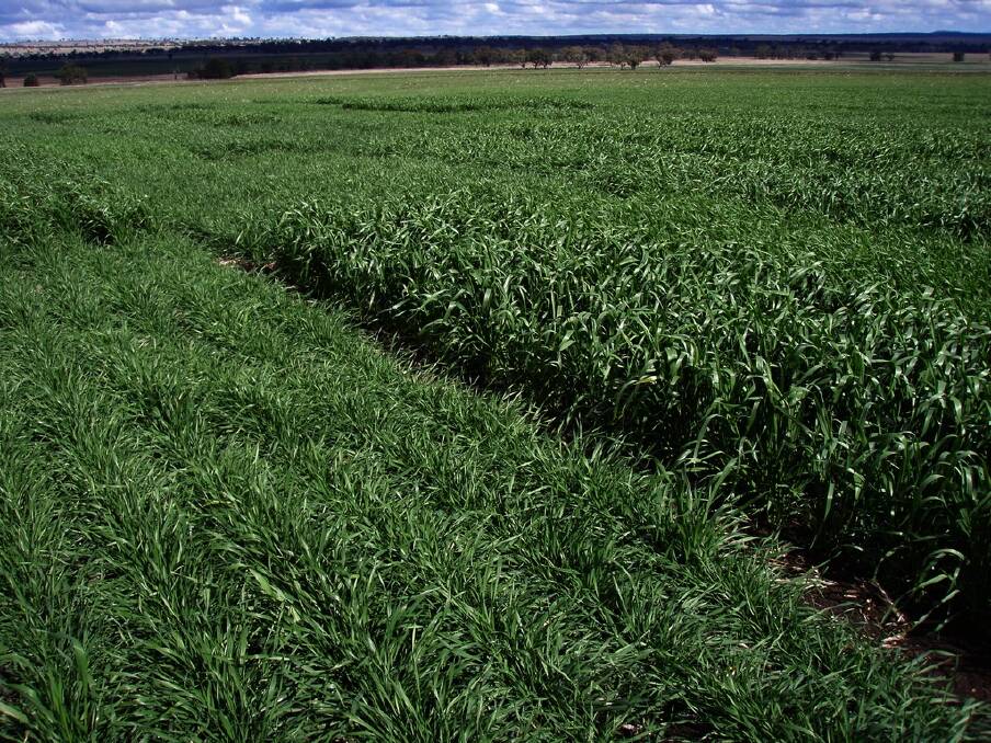 A review of winter crop row spacing research generally found narrow rows compared to wider rows yielded better and had other agronomic advantages like better weed control.