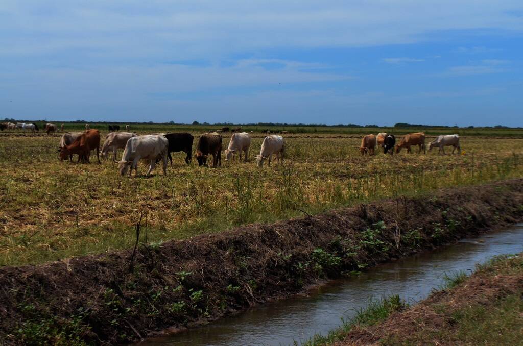 Under the long-standing statute, Mexican stockmen - known as vaquero - are allowed to graze their sheep and cattle herds on privately-owned stubble paddocks or irrigation banks without requiring the permission of the farm owners.