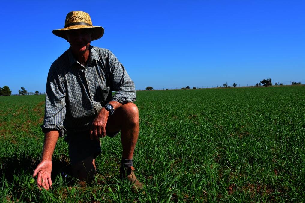 Geoff Green, “Wongajong”, Forbes, in 10 hectares of oats sown in early March.
