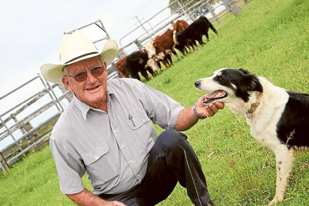 Northern Rivers grazier Robert Johnston and his Australian Working Dog champion Border Collie Shady Acres Pattie working cattle on their Tatham property.