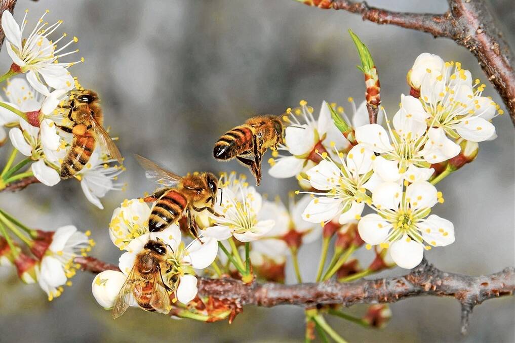 A recent symposium in Canberra found farmers and beekeepers should be consulting with each other to minimise risk to bee populations as a result of pesticide applications.