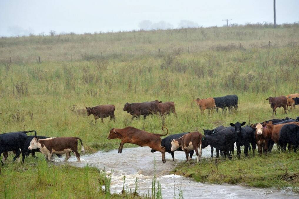 A new group is looking at cattle management practices in the Tweed Shire.