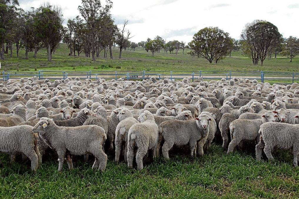 Walcha properties “Tarwonga” (pictured) and “Thorleys” – up for auction on June 4 – both represent good sheep breeding country.