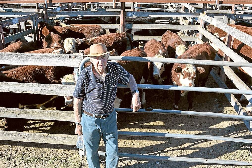 Brian Webb, pictured with the pen of 15 weaner steers purchased from Condry Herefords at Araluen, said the market was cheaper than last month.