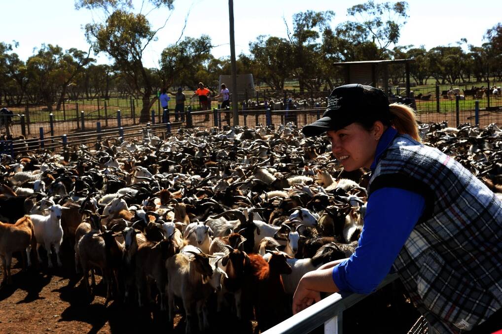 Joanne Nicholls harvests feral goats for slaughter with partner Bill Neyland at Pooncarie.