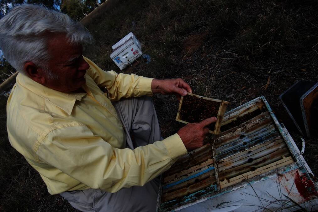 Warren Taylor, Australian Queen Bee Exporters, Blayney, inspects a queen bee in a nucleus hive located near Gilgandra.