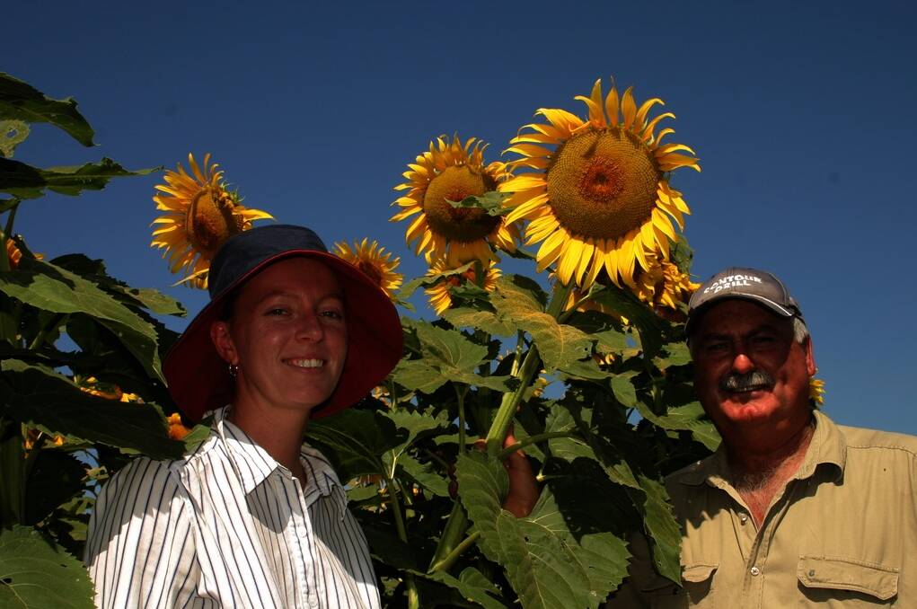 NSW Department of Primary Industries district agronomist Loretta Serafin, Tamworth, checks a sunflower row-spacing trial on Windy Station, Quirindi.