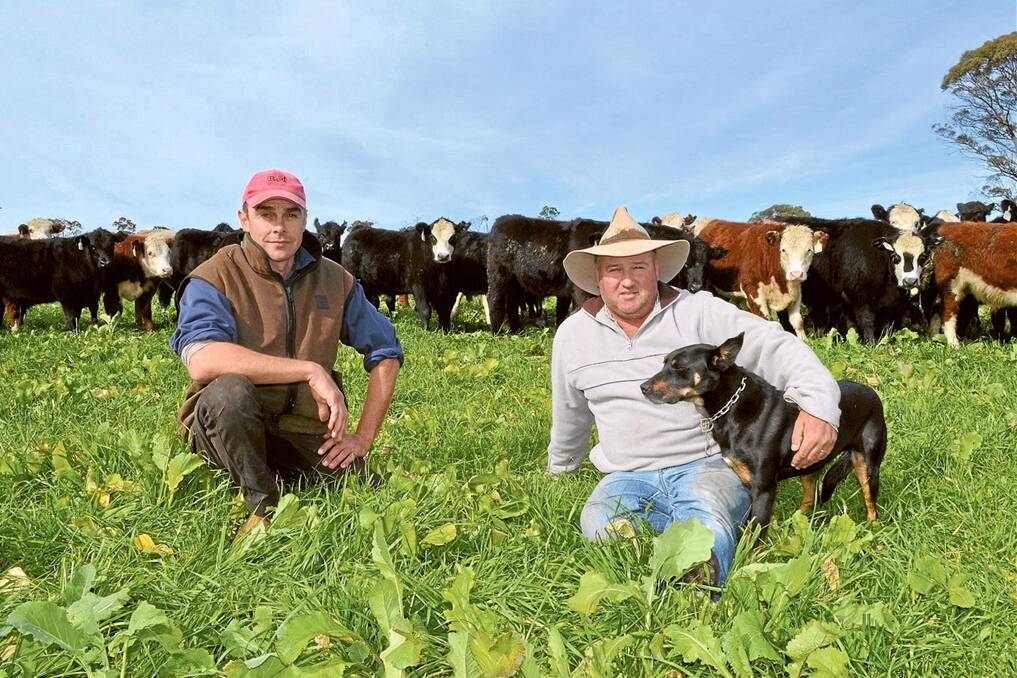 John Finlayson pictured with overseer Stuart Williamson and Kelpie, Trend, in a paddock of rape and ryegrass on “Pointsfield”.