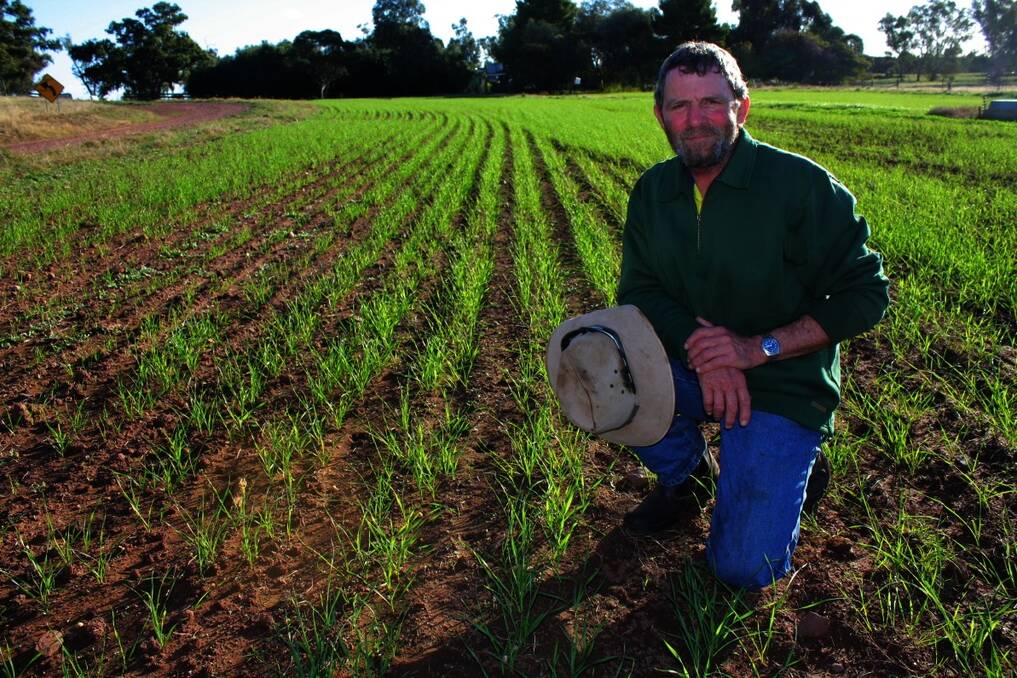 Russell Symonds checks an emerging wheat crop on "Bogandillon" last week. Well-timed rains have given cereal crops a flying start.