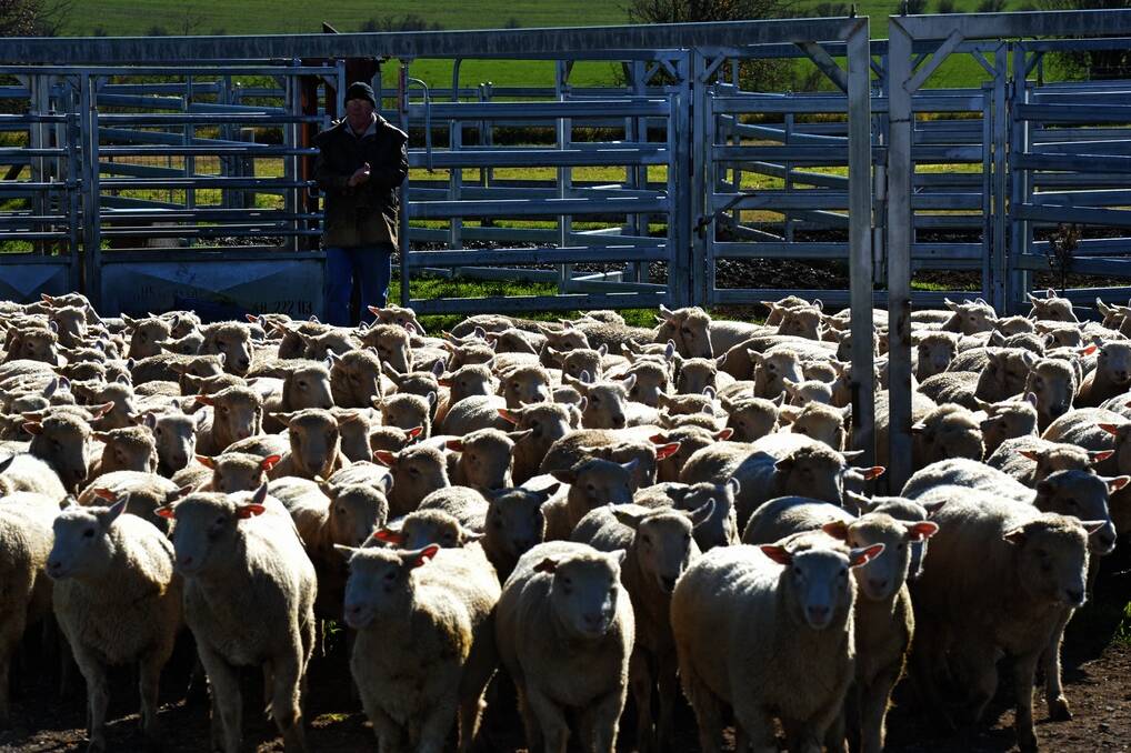 Angus Gibson with a draft of lambs at “Tirranna”, Goulburn.
