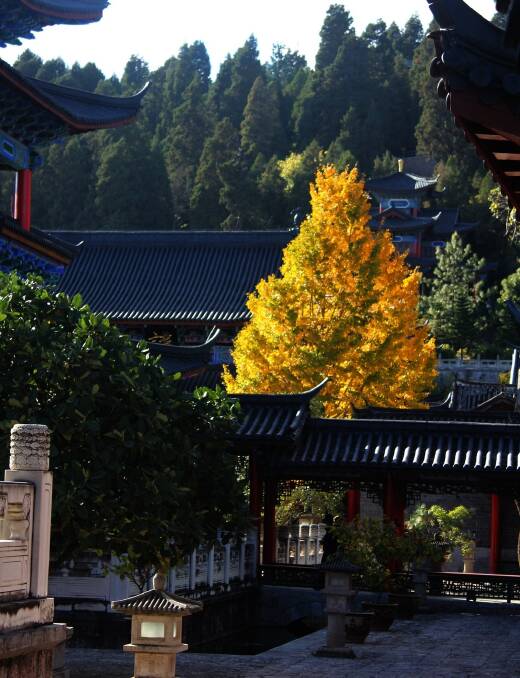 Maidenhair Tree turns brilliant gold in early autumn (Mu Mansion Garden, Lijiang, Yunnan Province).