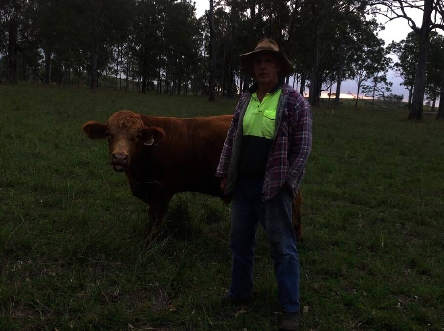 Queensland weaner producer Steve Rhind "Coolreagh" at Yerra with his 14-month-old  red Simmental bull sourced out of Tamworth.