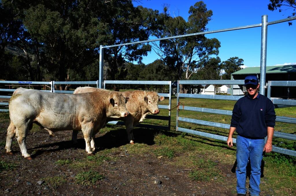 Rod Casben, “Mini Bimbil”, Merriwa, with two bulls bought at the Golden Guitar Charalois sale. One bull was bought from Caloona park.