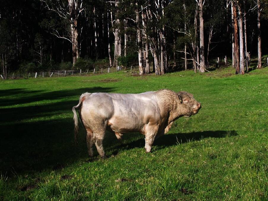 LEFT: One of Daryl Cameron's bulls bought from Terry and Maylene Griffin, “Temana”, Baradine.