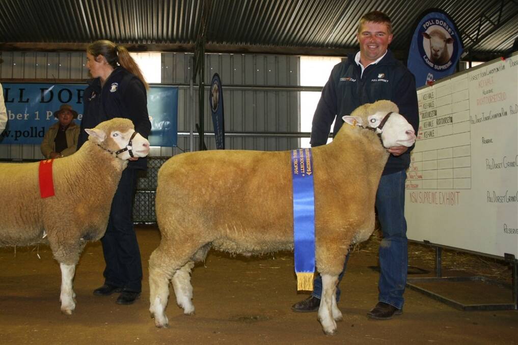 James Frost, Hillden Poll Dorsets, Bannister, with the champion woolly ram under 1 1/2 years at the NSW Dorset Championships