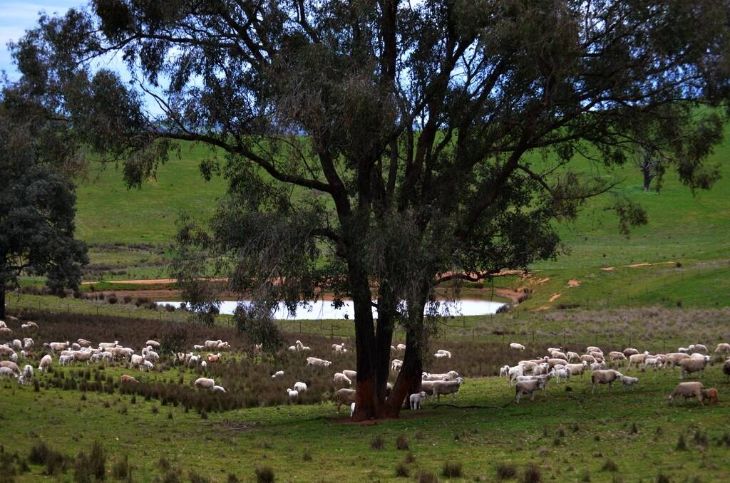 Dorper cross lambs on "Ellamatta" Mangoplah