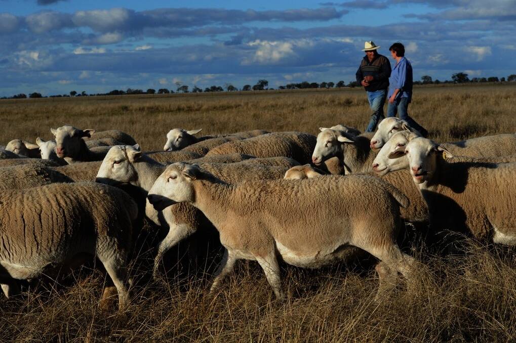 Michael Kennedy and his wife Leonie, “Killarney”, Nyngan with 15-month-old, scanned in lamb, White Dorper ewes joined to Australian White rams.