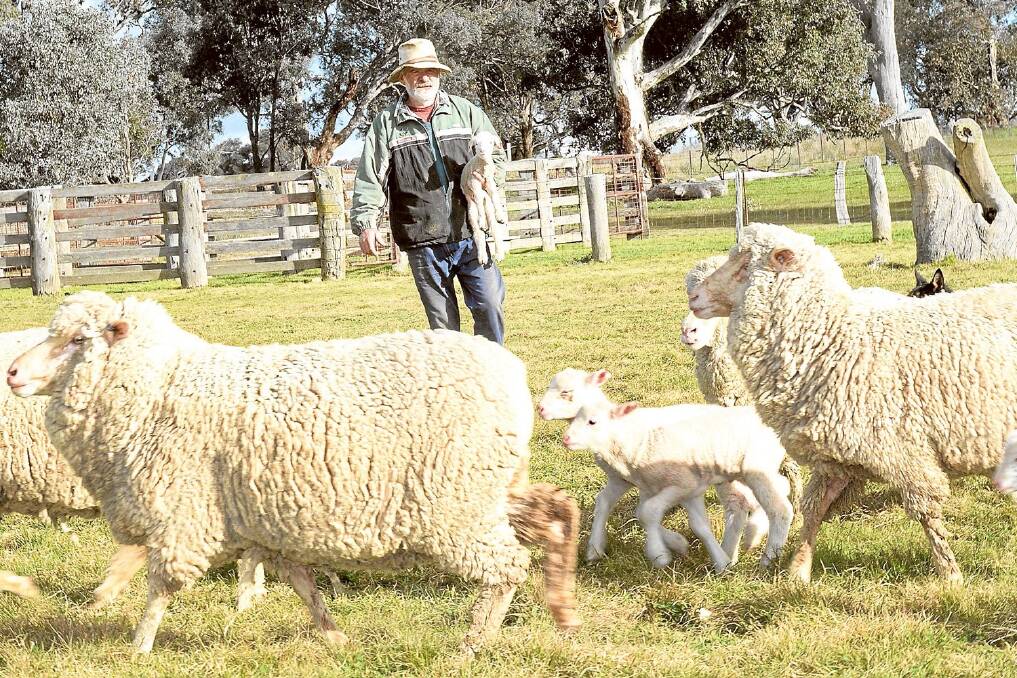Richard Woodbridge “Green Acres”, Boorowa, with some of his July/August-drop lambs and their Merino mothers.