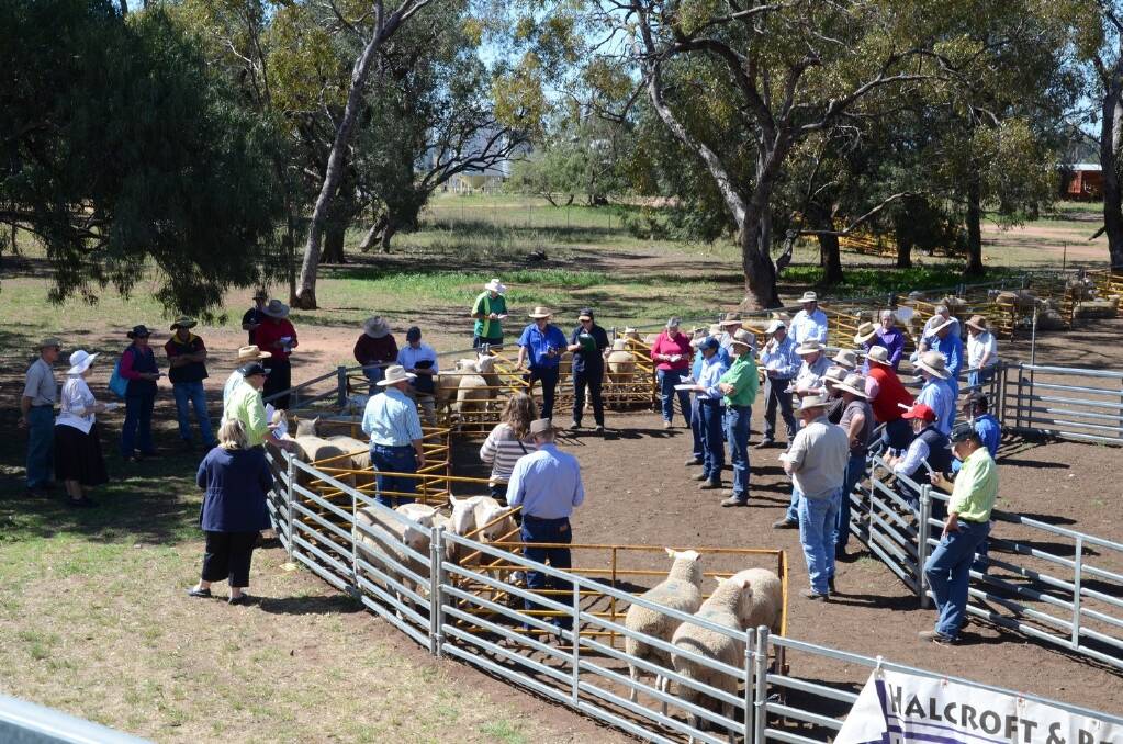 Sale scene at the sixth annual New Armatree Border Leicester Ram sale wher 71 rams sold for a total auction clearance at $913 average.