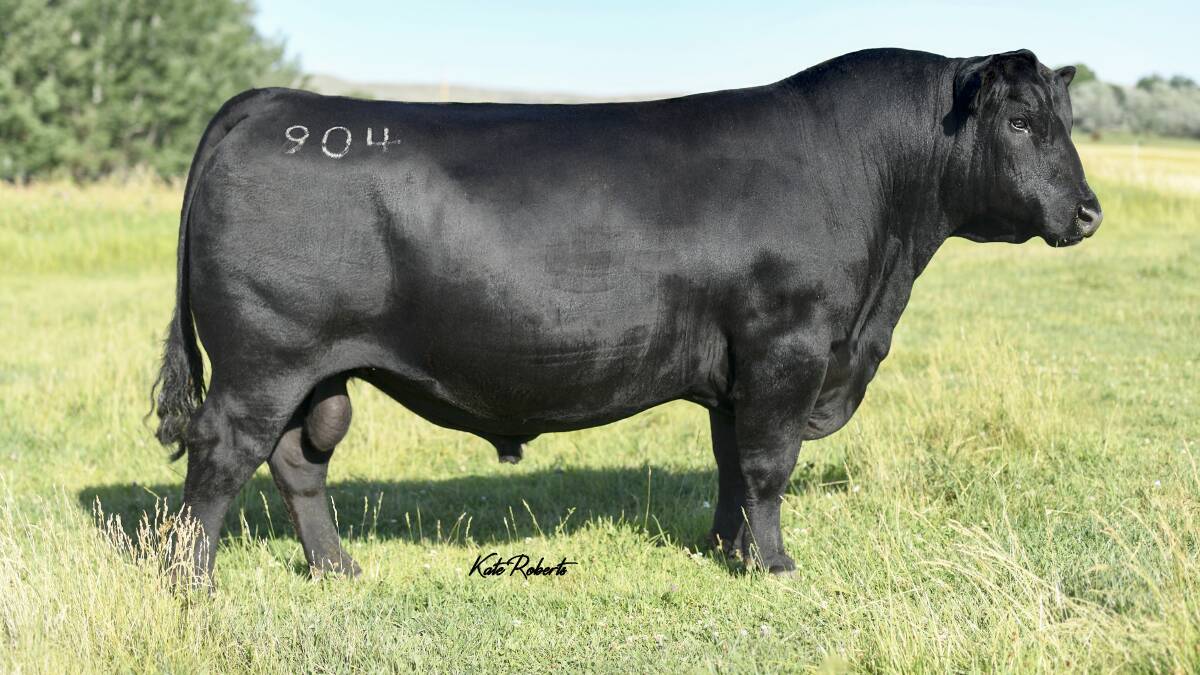 Sterling Pacific 904 is in the top 10 per cent for growth and carcase weight, top 1pc for docility and the top 15pc for feet and leg structure. A draft of bulls sired by Pacific will be offered at The Glen's bull sale. Picture by Kate Roberts