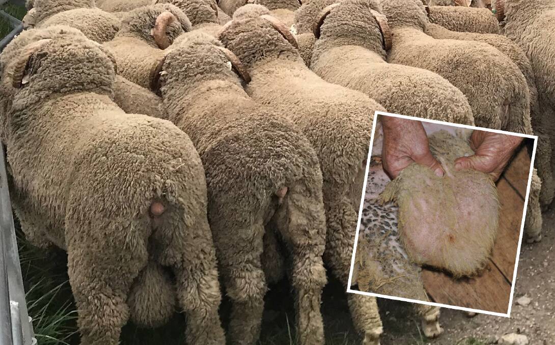 Spread Of Brucella Ovis In Your Flock Explained The Land Nsw 