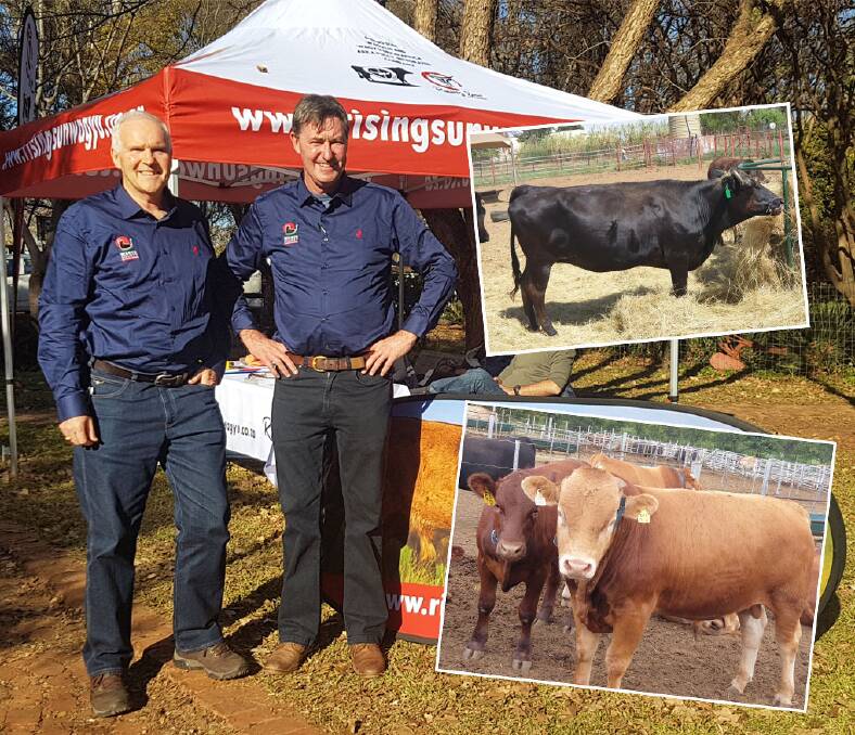 Australian consultant Graham Truscott with Wagyu South Africa CEO Dr Michael Bradfield and some of the country's Wagyu cattle (inset). Photos: Supplied