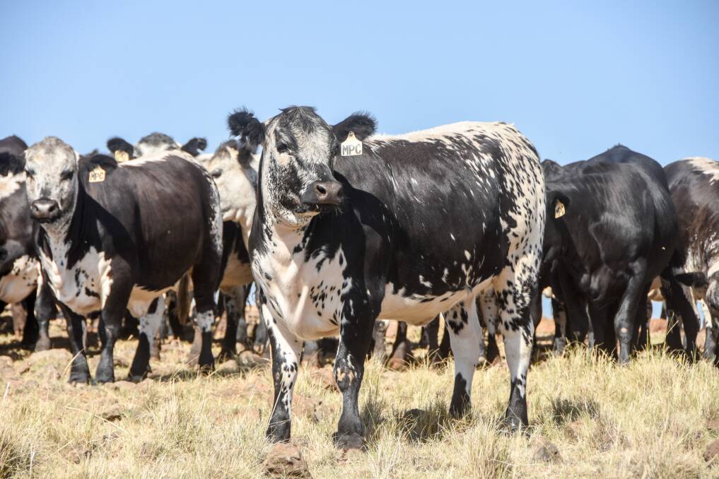 The heifers were fed for 100 days, entering the feedlot at about 260 kilograms and averaging 500 kilograms when they returned home after a six-week joining. 