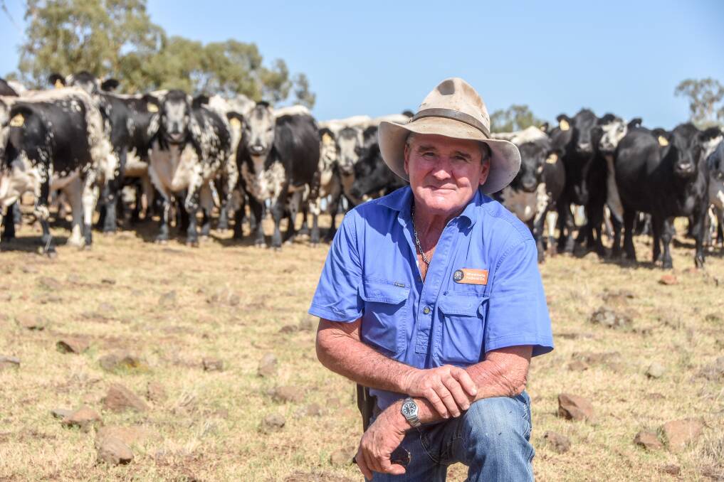 Dennis Power, Mount Mill, Coolah, with his 210 F1 Speckle Park Angus heifers, which he fed and joined in the Conargo Feedlot during drought. Pictures: Lucy Kinbacher