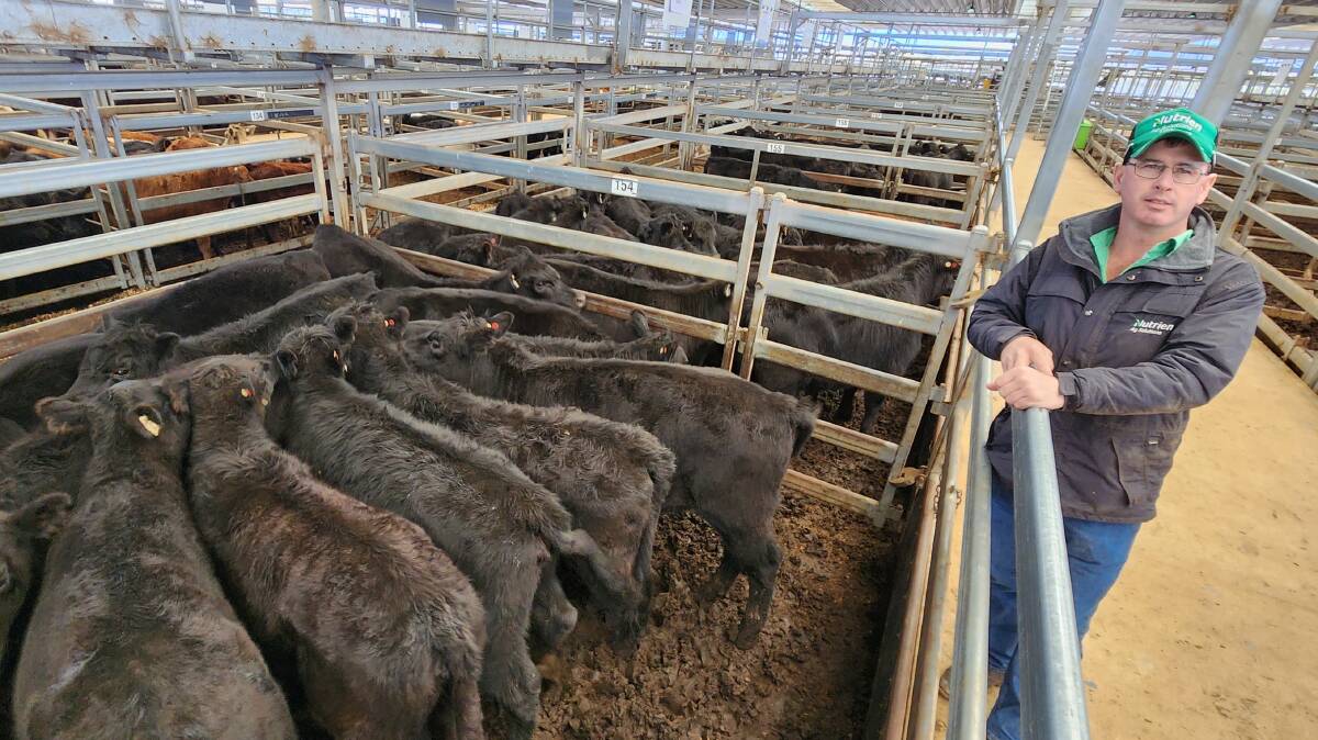 Nutrien agent Michael Lawrence, Tintinara, South Australia, was buying heavy steers and heifers at Tamworth store cattle sale last Friday. The cattle are destined for the feeder market. Picture by Michelle Mawhinney, TLSAA.