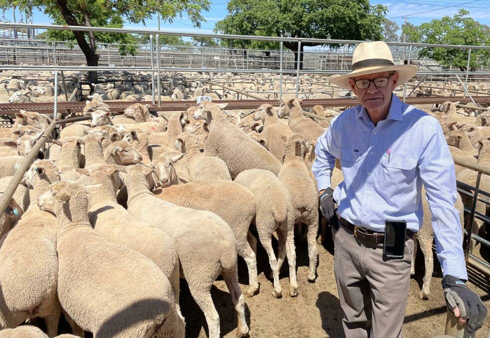 Joe Donlan, JDL Livestock Narromine, with first-cross wether lambs sold by his clients Peter and John Barber, Currawonga, Narromine, through Elders Dubbo, for $145 a head at Dubbo lamb sale on Monday. Picture by Karen Bailey. 