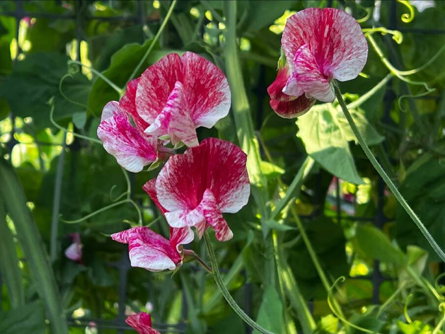 Sweet peas from home grown seed often show attractive variations in colour.