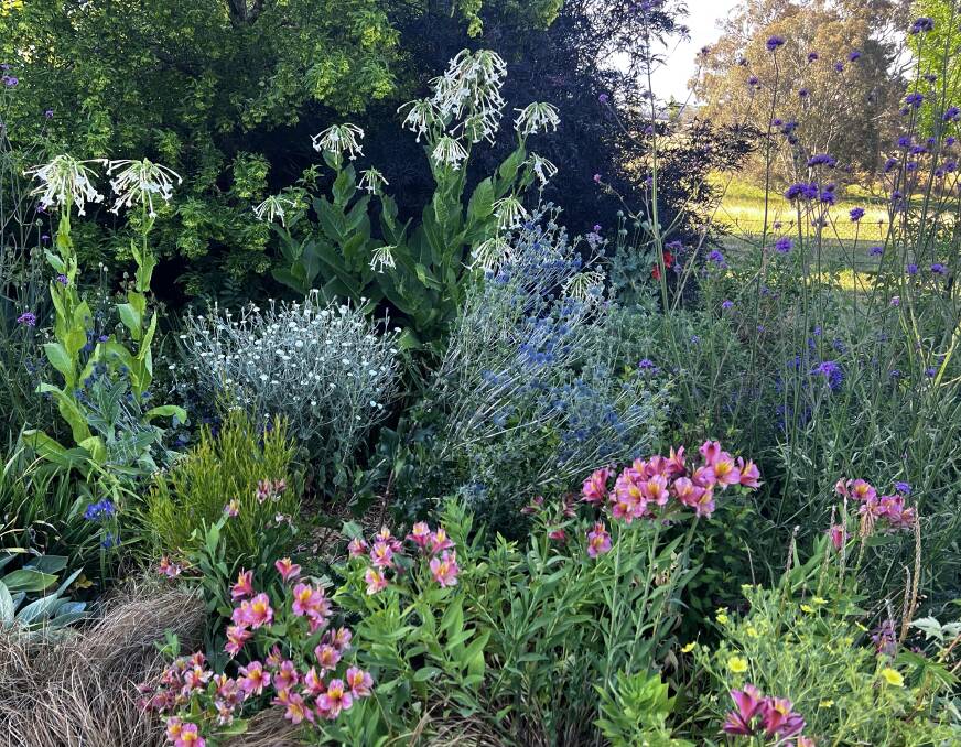 Annual tobacco flowers, white rose campion (Lychnis coronaria) and rosy pink alstroemeria hybrids withstood the Christmas heatwave well.