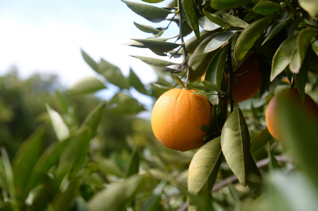 The latest plant protection guides for citrus and deciduous fruit growers from the NSW Department of Primary Industries (NSW DPI) are now available online. File picture.