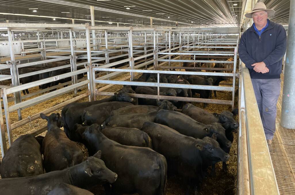 Lindsay Fryer from AWN Livestock and Property, Orange, with 15 Angus heifers that sold for 540c/kg ($2401 a head) during the Carcoar prime sale on Tuesday. Photo: Josh Stephens