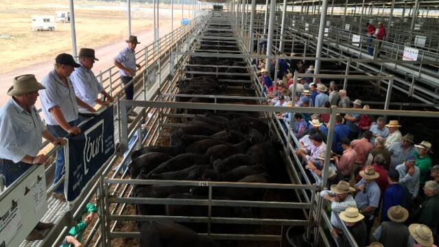 More than 2900 head were yarded at the Northern Victoria Livestock Exchange on Thursday. File picture. 