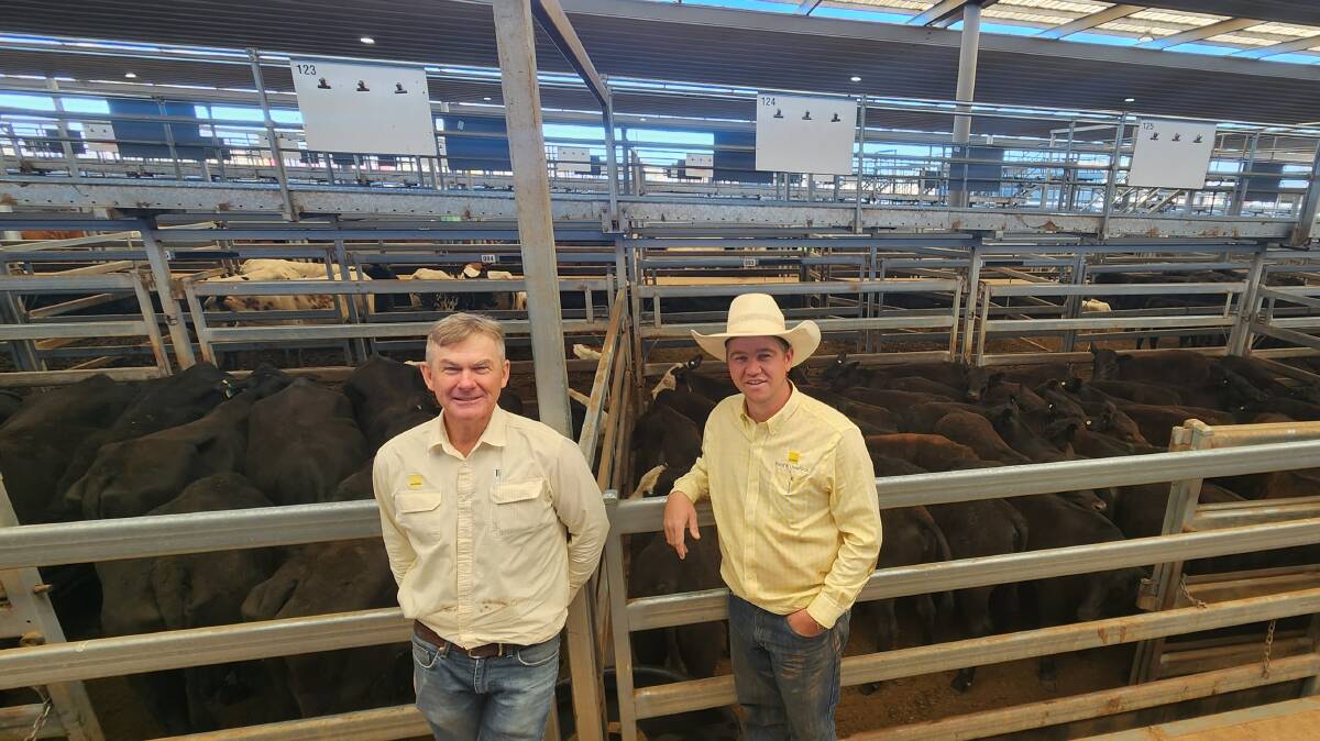 Scott Simshauser and Baden Chaffey from Ray White Livestock Tamworth with 50 Angus and Brangus cows with their second calves that were sold by Wyambee, Manilla, for $950 at the Tamworth store cattle sale on Friday. Picture supplied by Michelle Mawhinney, TLSAA.