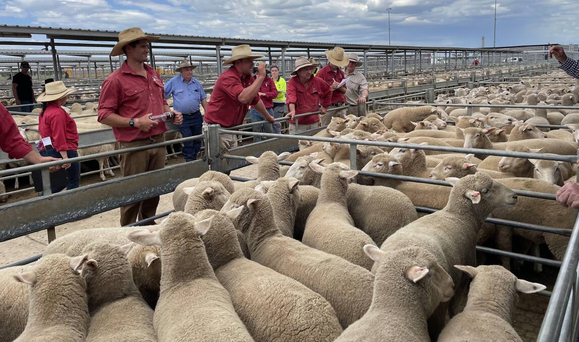 The drive to fill lamb export orders is unlikely to wane in light of another month of record shipments during May. Picture by Karen Bailey.