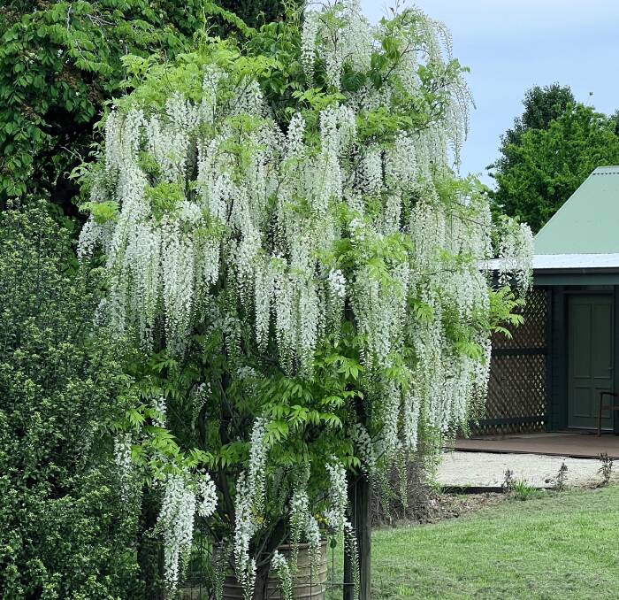 Japanese Wisteria floribunda 'Alba' in Fiona and Bill's garden on the Central Tablelands. Spring flowers are followed by large, bean-like autumn seed pods.