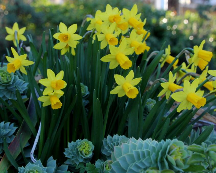Miniature daffodil 'Tete a Tete' is hardy and quick to multiply.