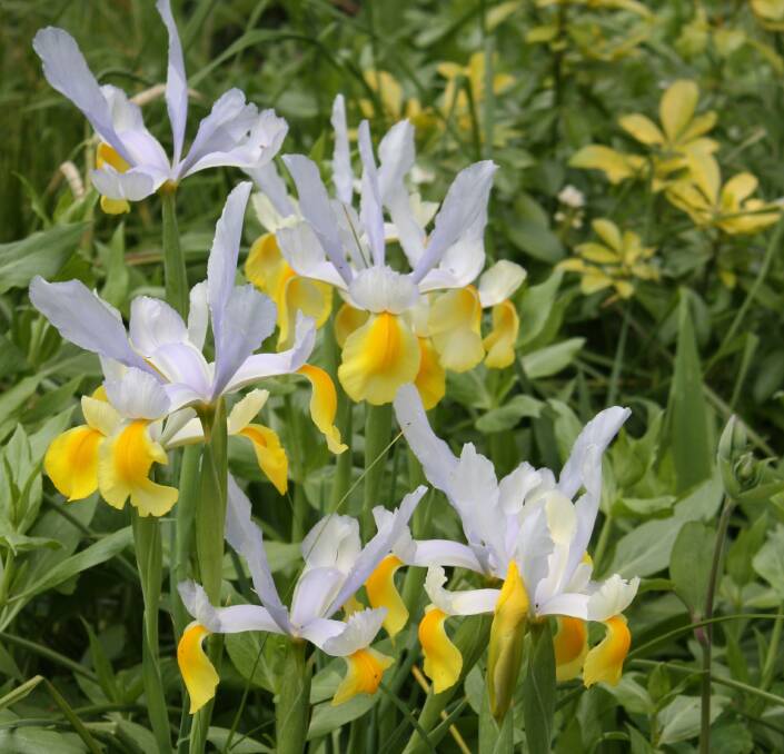 Hardy Dutch iris 'Apollo' naturalises quickly in a sunny spot.