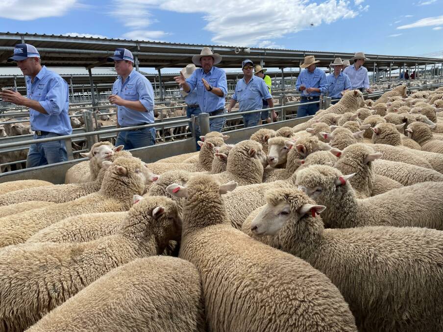 The Kevin Miller, Whitty, Lennon and Company team auctioning lambs during the Forbes weekly sale on Tuesday. Trade lambs averaged 430c/kg during the sale, in line with the NSW Trade Lamb Indicator. Picture by Karen Bailey.