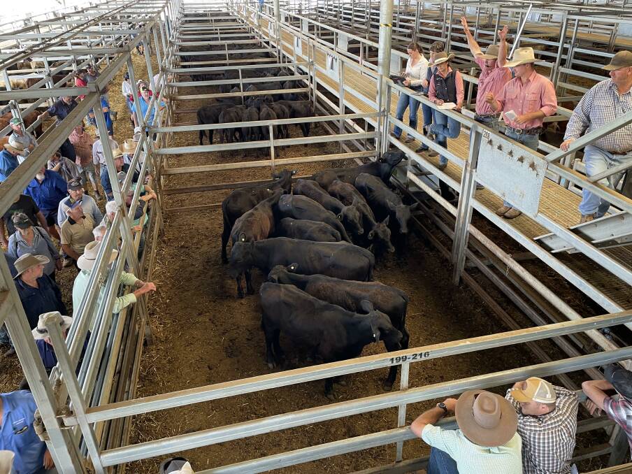 Sale action during the Central Tablelands Livestock Exchange, Carcoar, March store cattle sale. Picture by Karen Bailey.
